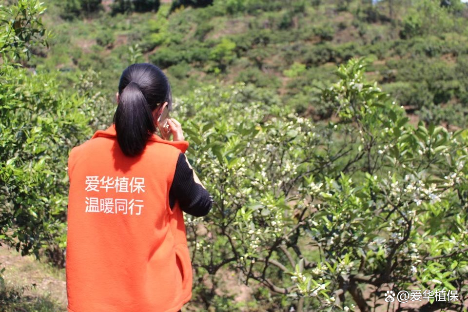 爱华植保苹果版爱华外汇官网入口